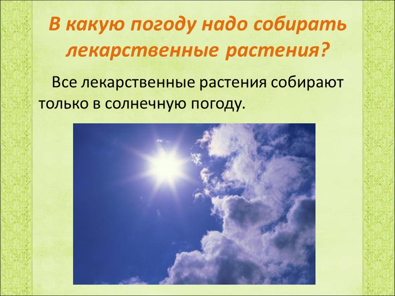 В какую погоду надо собирать лекарственные растения?       